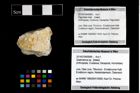 Foto (Objekt + Etikett) von Gastrodorus sp.  (NHMW-GEO-2014-0194-0949)
